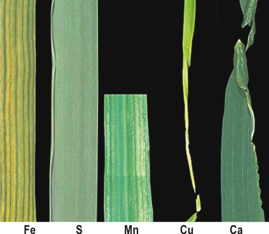 Дифицит микроэлементов у пшеницы